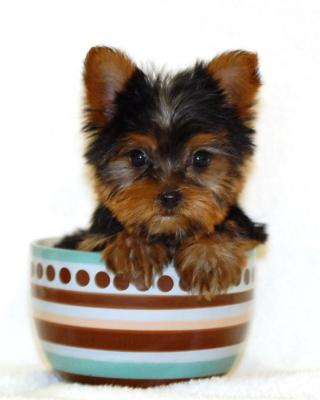 how big do teacup puppies grow