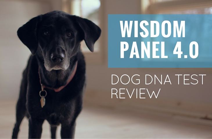 wisdom panel canine dna